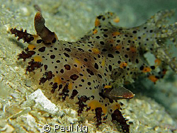 Rare Nudi In Perhentian. Taken with Canon G9 with strobe ... by Paul Ng 